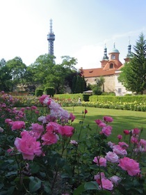 ピンクの花が咲く公園と奥に見える教会