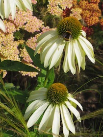 白い花にとまる蜜蜂