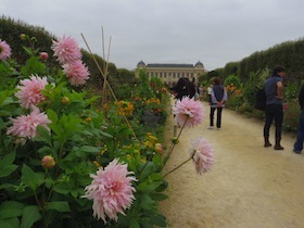 ピンクの花が咲く植物園