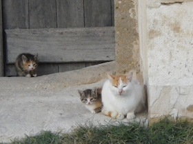 三匹の野良猫