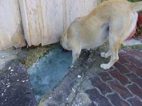 水たまりで水を飲む白い犬