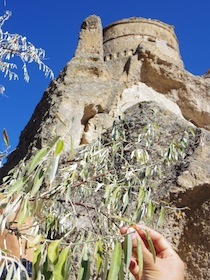 緑の葉っぱのような植物の奥に見える岩山に掘られた建物