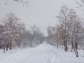 雪景色の雑木林