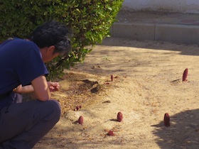 赤い植物の芽をしゃがんで見る男性