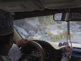 車のフロントガラスから見えるヤギの群れ