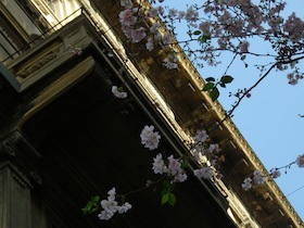 ポツポツと咲いた桜の花