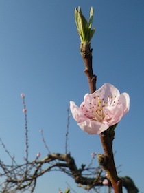 桃の花