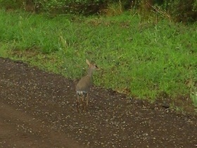 ディグディグという野生の鹿