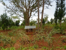 木の麓にある小さな小屋のようなもの