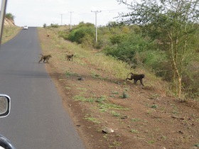 道路を横切る猿