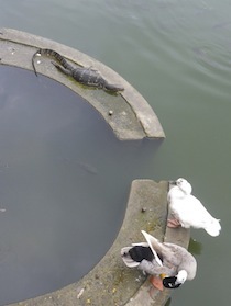 水の上にいる大きなトカゲと二羽の鴨