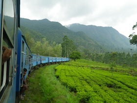 茶畑の横を走る青い列車