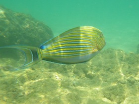 青と黄色の横縞の魚