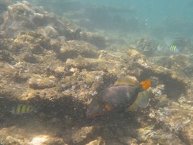 オレンジ色の尾ビレの魚