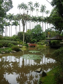 椰子の木の手前にある日本庭園