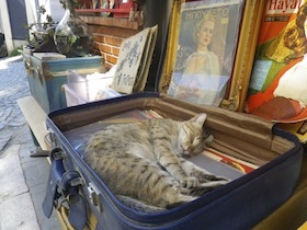 骨董屋のトランクに入って眠る猫