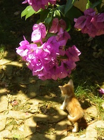 紫色の花の下を歩く子猫