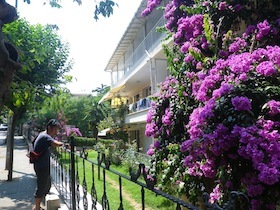 紫色の花が咲く花壇と白い建物