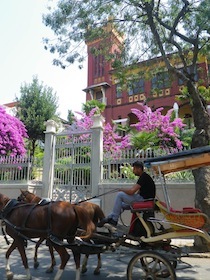 紫の花が咲く通りを走る馬車